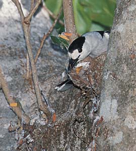 Hook-billed Vanga (Vanga curvirostris) photo image