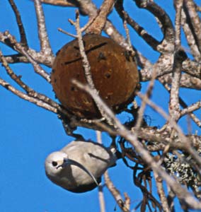 Sickle-billed Vanga (Falculea palliata) photo
