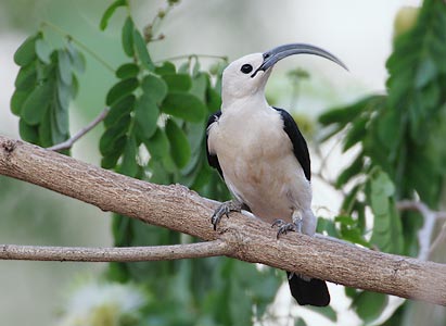 Sickle-billed Vanga (Falculea palliata) photo