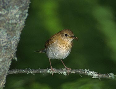 Veery (Catharus fuscescens) photo image