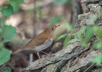 Veery (Catharus fuscescens) photo image