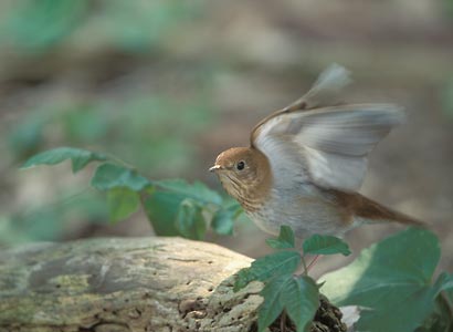 Veery (Catharus fuscescens) photo image