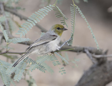 Verdin (Auriparus flaviceps) photo image