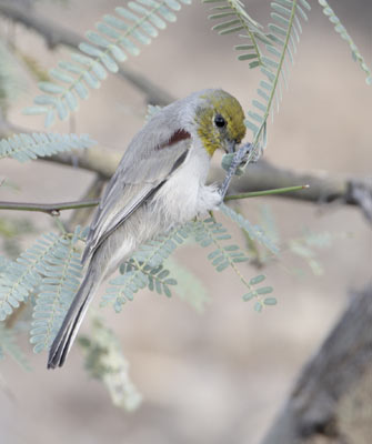 Verdin (Auriparus flaviceps) photo image