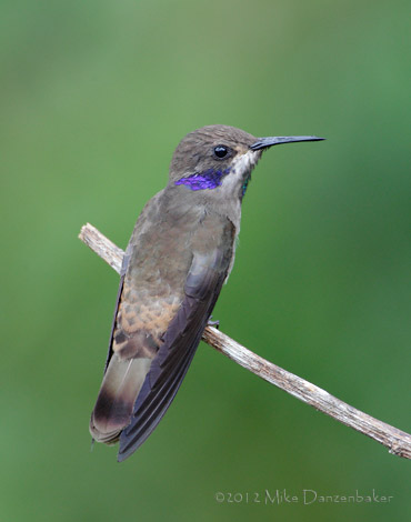 Brown Violetear (Colibri delphinae) photo image