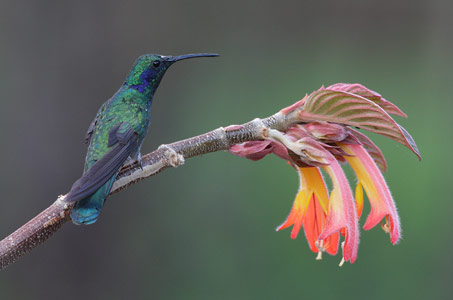 Lesser Violetear (Colibri cyanotus) photo image
