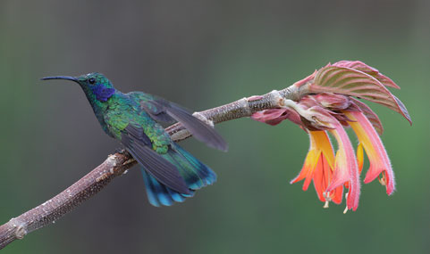 Lesser Violetear (Colibri cyanotus) photo image