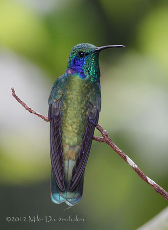 Lesser Violetear (Colibri cyanotus) photo image