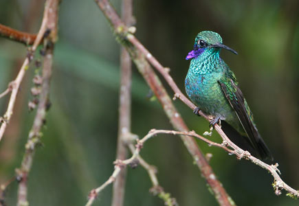 Sparkling Violetear (Colibri coruscans) photo image