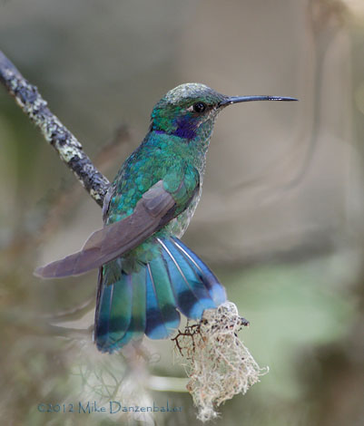 Sparkling Violetear (Colibri coruscans) photo