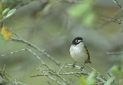 Black-capped Vireo (Vireo atricapilla) photo image