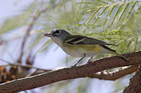 Blue-headed Vireo (Vireo solitarius) photo image