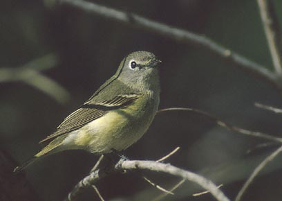 Cassin's Vireo (Vireo cassinii) photo image