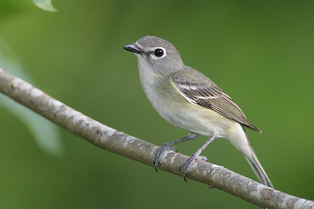 Cassin's Vireo (Vireo cassinii) photo image