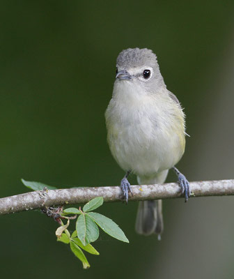 Cassin's Vireo (Vireo cassinii) photo image