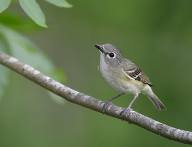 Cassin's Vireo (Vireo cassinii) photo image