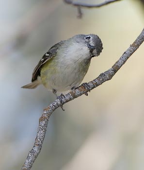 Cassin's Vireo (Vireo cassinii) photo image