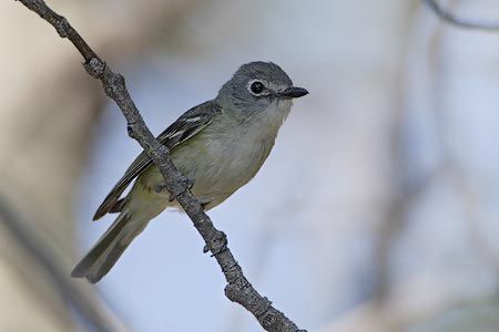 Cassin's Vireo (Vireo cassinii) photo image