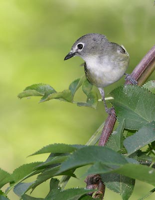 Cassin's Vireo (Vireo cassinii) photo image