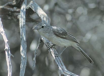Gray Vireo (Vireo vicinior) photo image