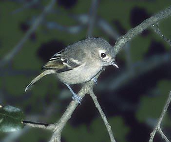 Hutton's Vireo (Vireo huttoni) photo image