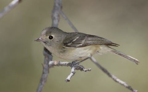 Hutton's Vireo (Vireo huttoni) photo image