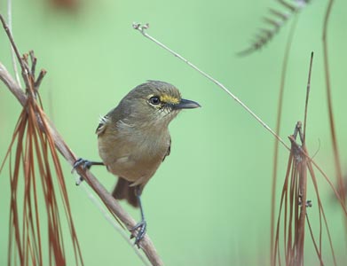 Thick-billed Vireo (Vireo crassirostris) photo image