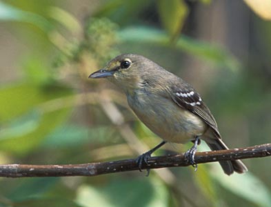 Thick-billed Vireo (Vireo crassirostris) photo image