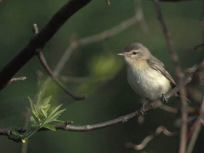 Warbling Vireo (Vireo gilvus) photo image