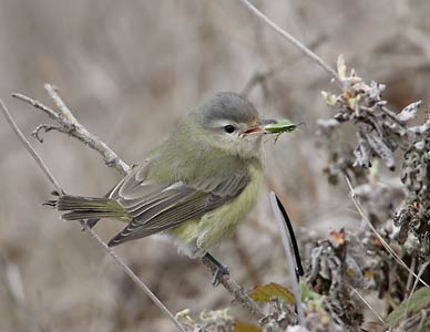 Warbling Vireo (Vireo gilvus) photo image