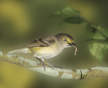 White-eyed Vireo (Vireo griseus) photo image