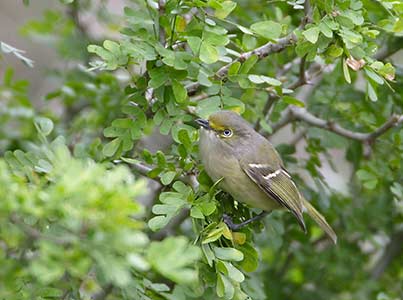 White-eyed Vireo (Vireo griseus) photo