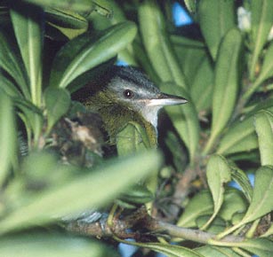 Yellow-green Vireo (Vireo flavoviridis) photo image
