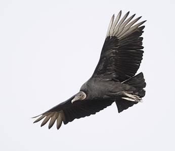 Black Vulture (Coragyps atratus) photo image