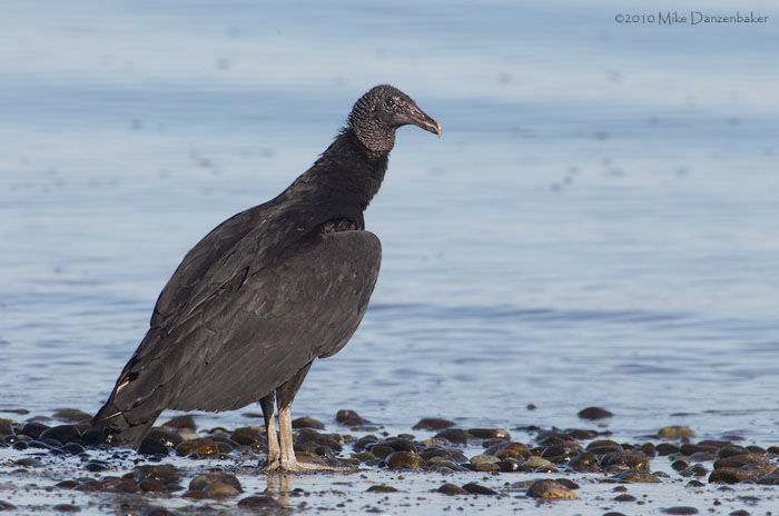 Black Vulture (Coragyps atratus) photo image