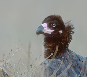 Cinereous Vulture (Aegypius monachus) photo image