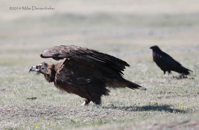 Cinereous Vulture (Aegypius monachus) photo image