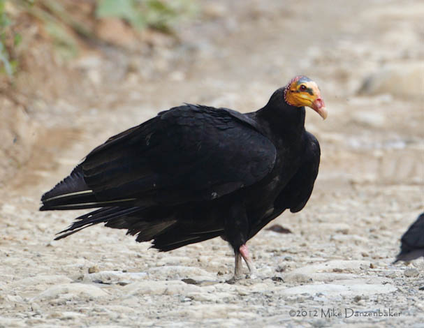 Greater Yellow-headed Vulture (Cathartes melambrotus) photo