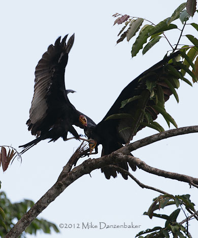 Greater Yellow-headed Vulture (Cathartes melambrotus) photo