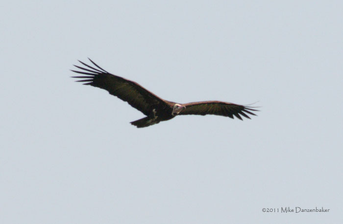 Hooded Vulture (Necrosyrtes monachus) photo