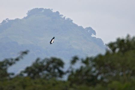King Vulture (Sarcoramphus papa) photo image