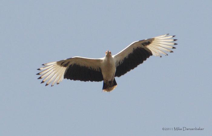 Palm-nut Vulture (Gypohierax angolensis) photo