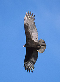 Turkey Vulture (Cathartes aura) photo image