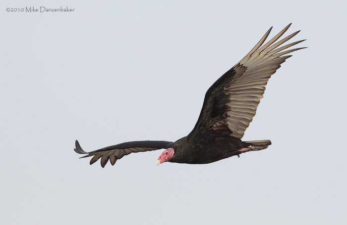 Turkey Vulture (Cathartes aura) photo image