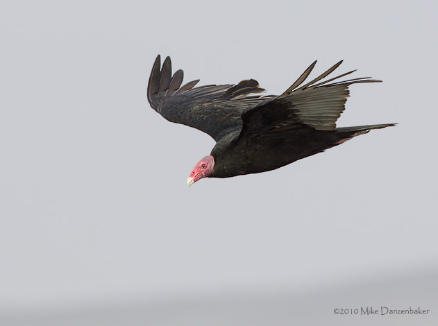 Turkey Vulture (Cathartes aura) photo image