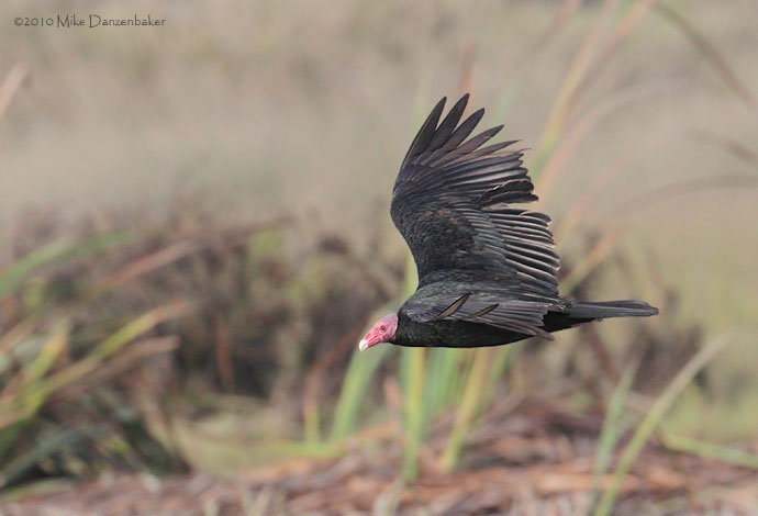 Turkey Vulture (Cathartes aura) photo image
