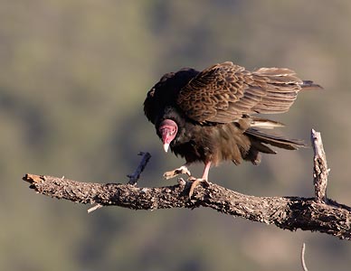 Turkey Vulture (Cathartes aura) photo image