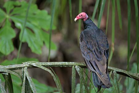 Turkey Vulture (Cathartes aura) photo image