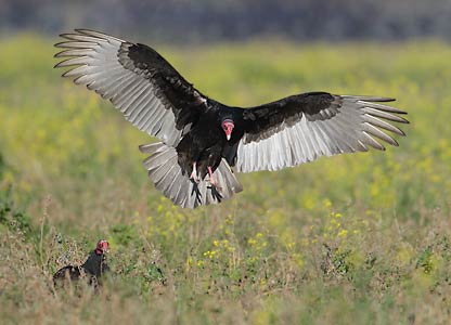 Turkey Vulture (Cathartes aura) photo image
