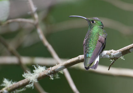 Mountain Velvetbreast (Lafresnaya lafresnayi) photo image